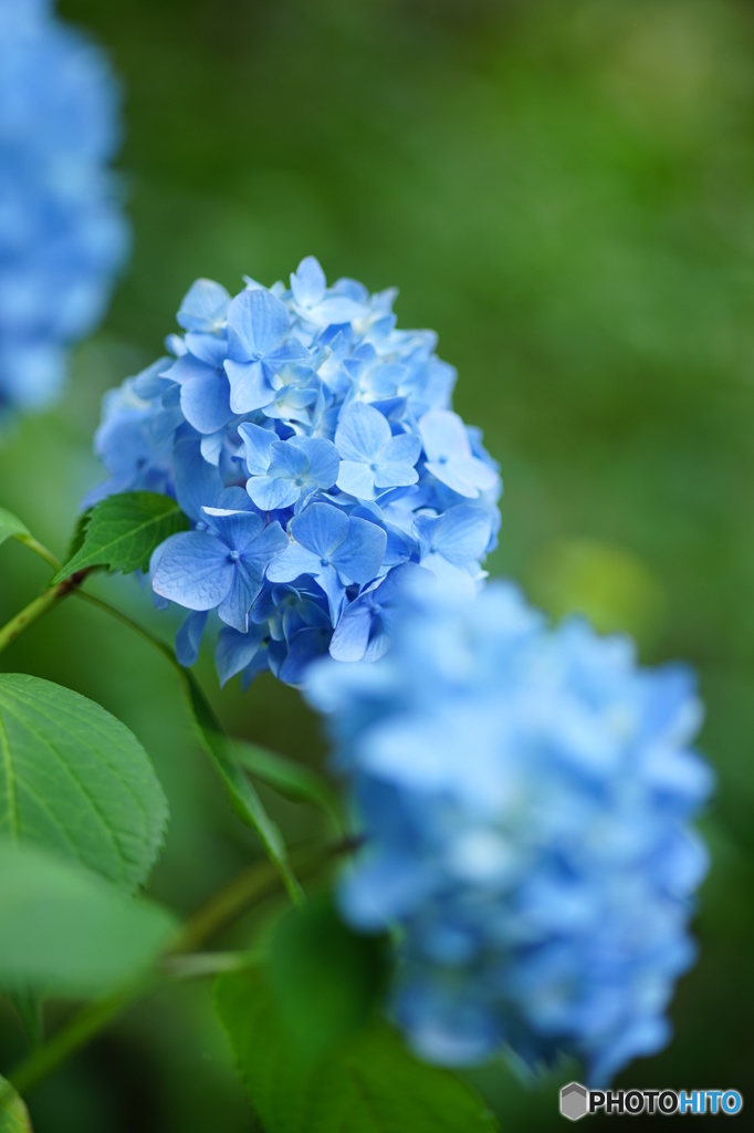 紫陽花