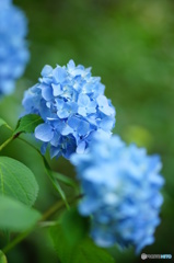 紫陽花