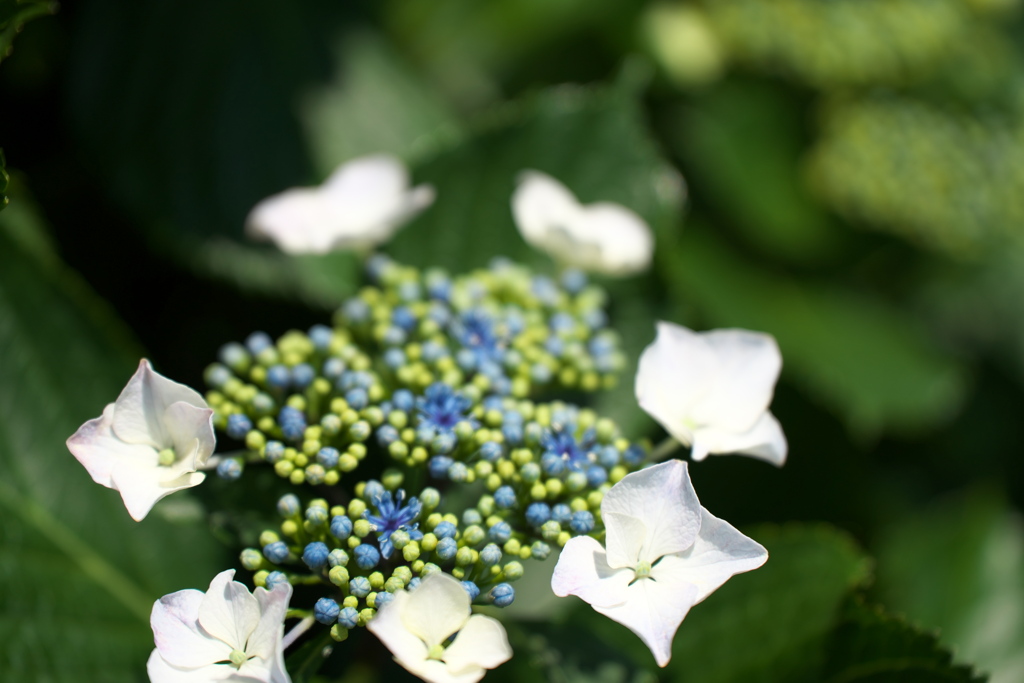 紫陽花の頃04