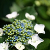紫陽花の頃04