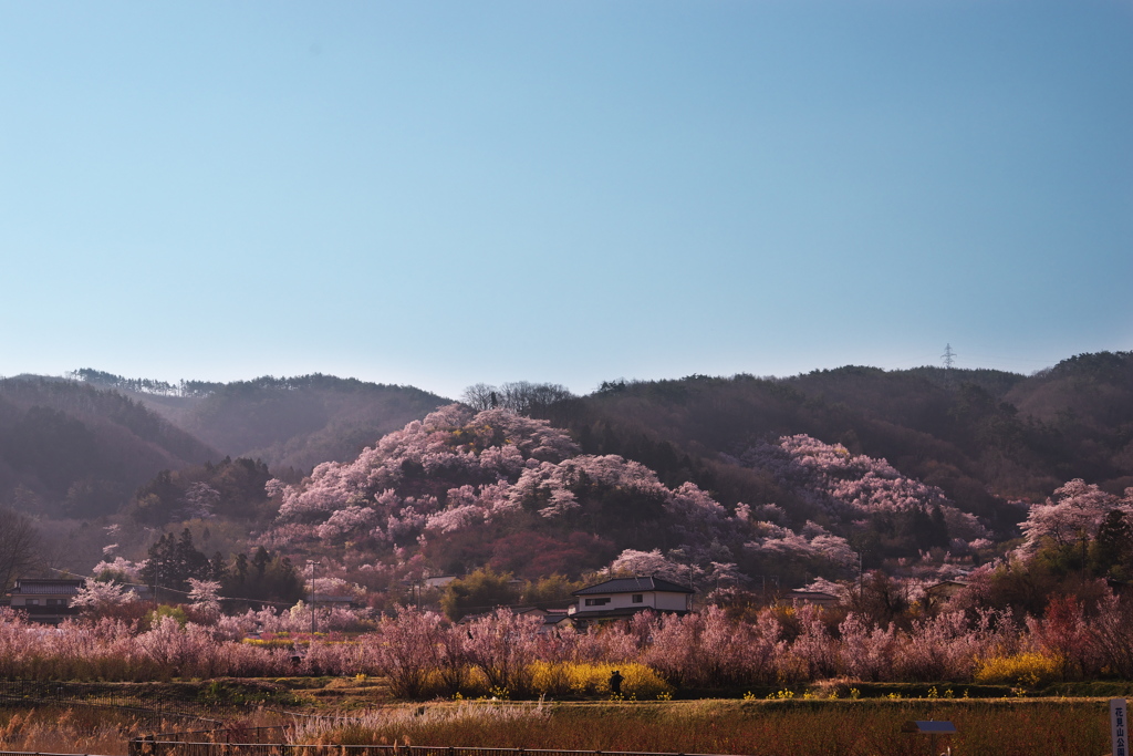 花見山001