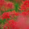 曼殊沙華02