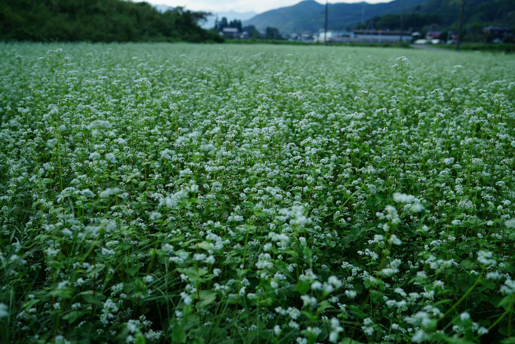 そばの花