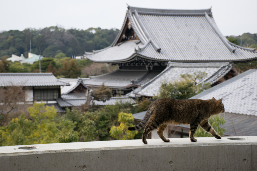 猫と歩く