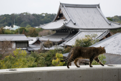 猫と歩く