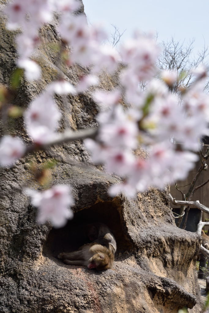 猿と桜