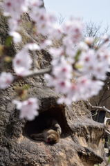 猿と桜