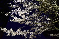 夜桜
