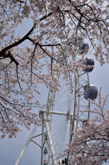 桜のある遊園地