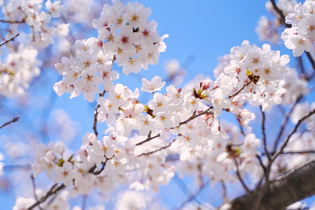 桜満開