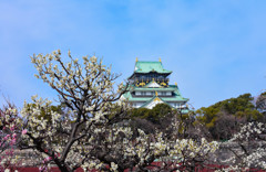 梅と大阪城と。３