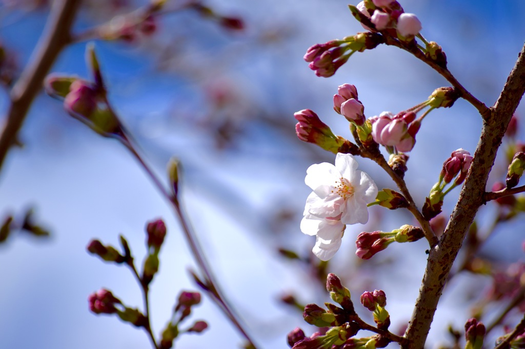 初桜、もう少しデスねー。