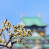 梅と大阪城と。２