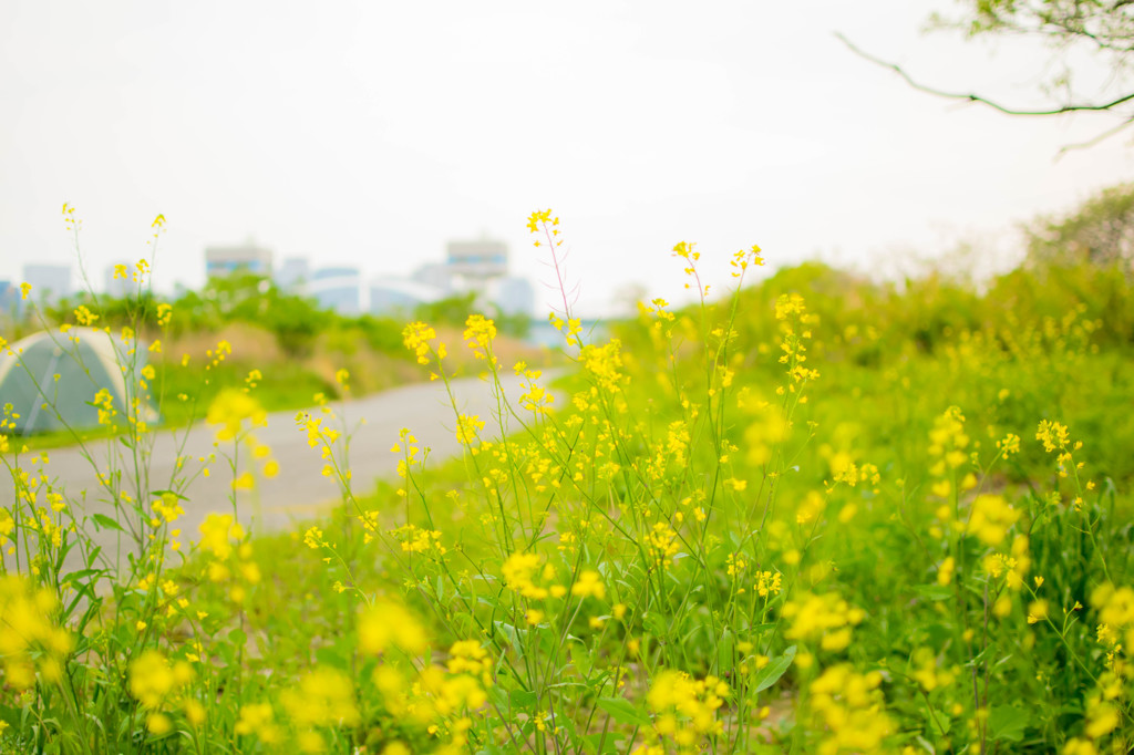 散歩道