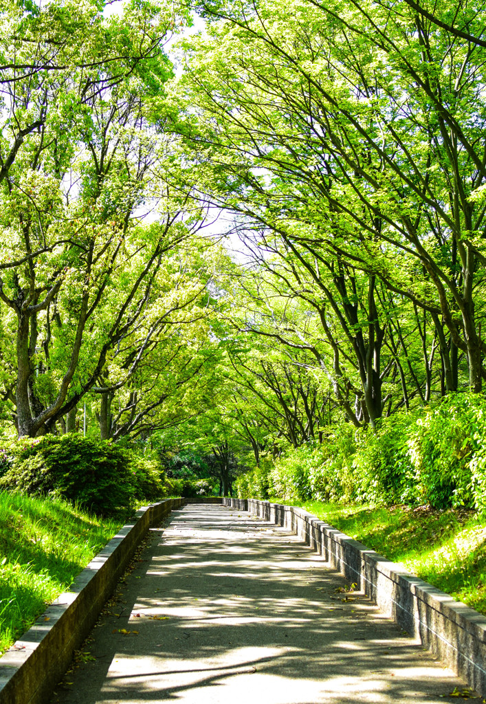 深緑のトンネル