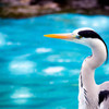 天王寺動物園の野良鳥