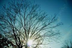 陽と樹と