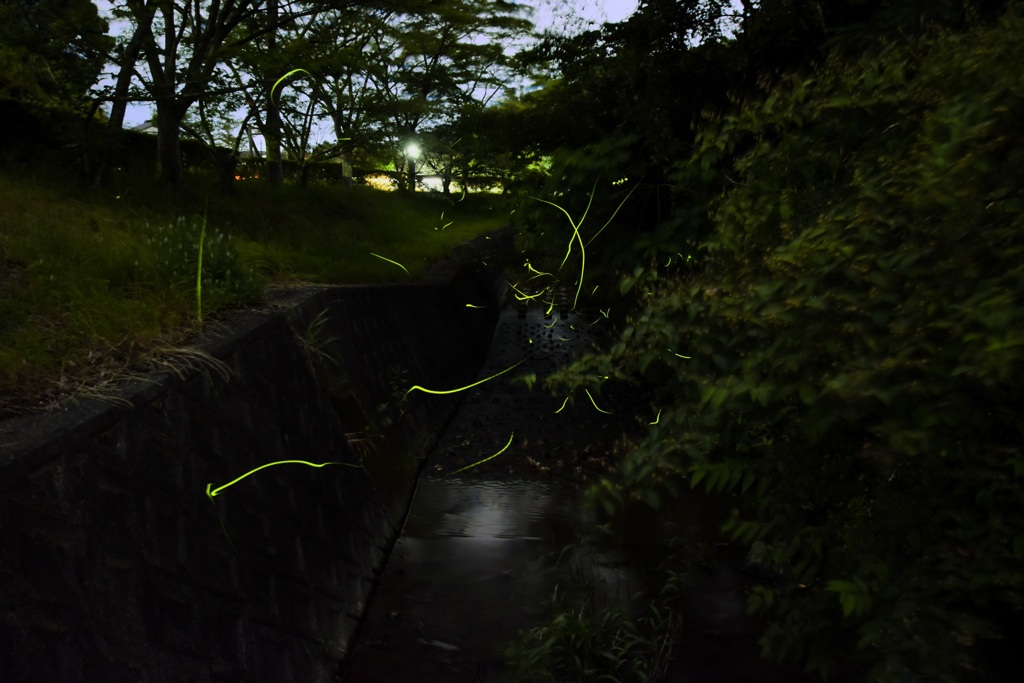 夏は夜、蛍の多く飛びちがひたる