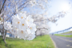 桜