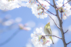 春がきた