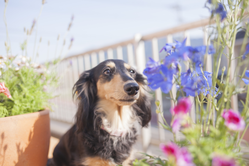 我が家の犬