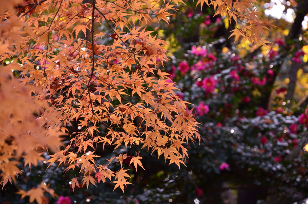 ○黄金紅葉と山茶花