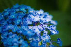 まつり011