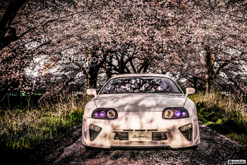 の桜001bt