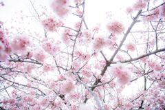 桜009