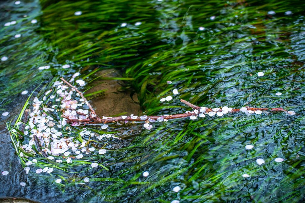 チューリップ035