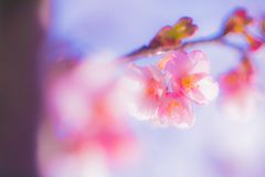 河津桜A033