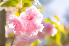桜A002