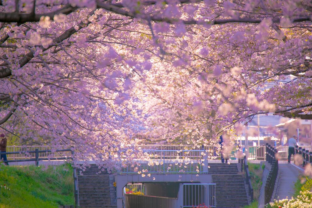 チューリップ074