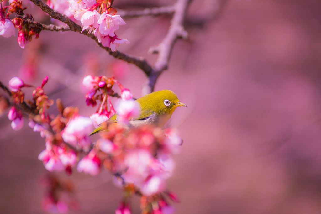 桜007