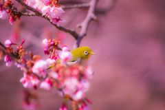 桜007
