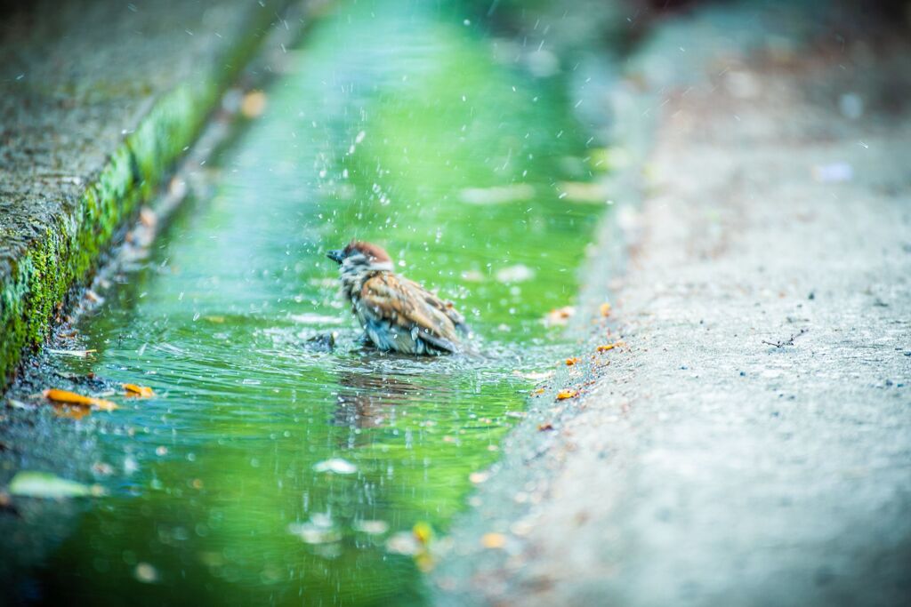 ネモフィラとバラ025