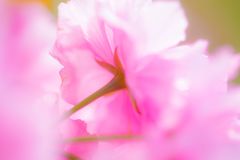 桜B039