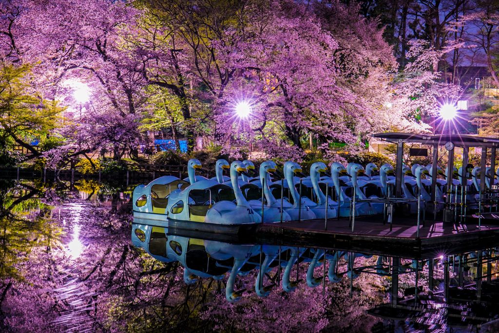 夜桜test001