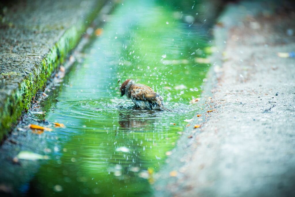 ネモフィラとバラ027