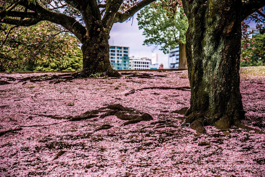 桜B031