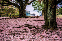 桜B031