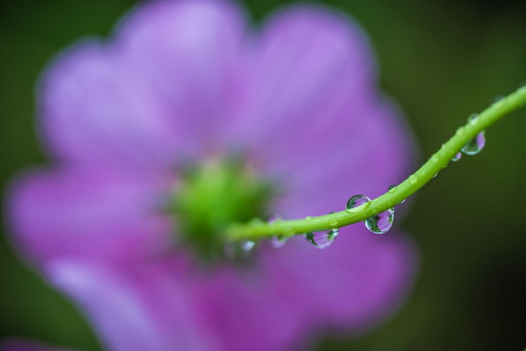 雨のコスモス024
