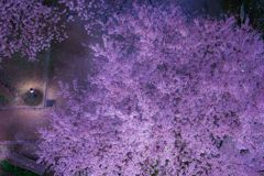 桜015