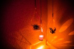 家＠エアプラント006