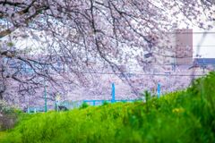 川の桜063
