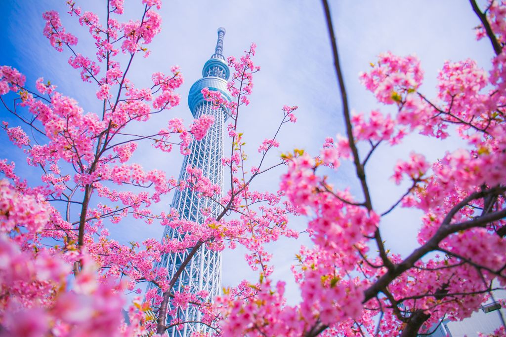 河津桜005