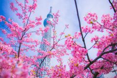 河津桜005