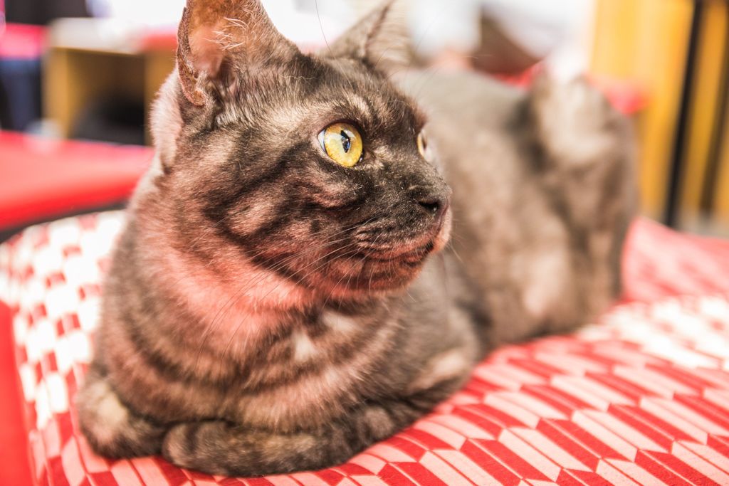 ねこ屋敷001