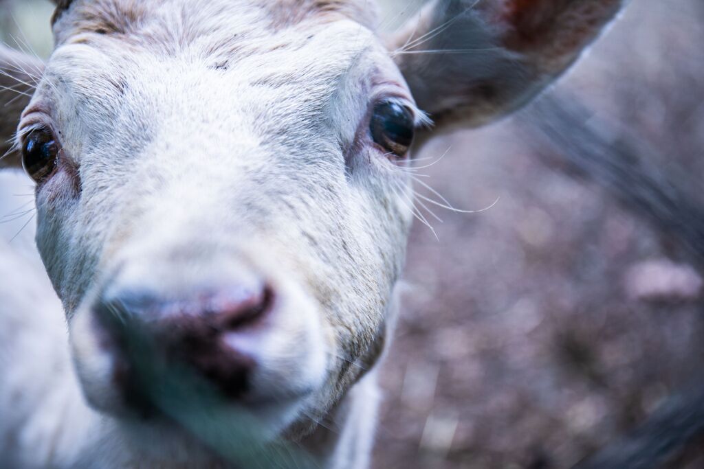 サファリパーク019