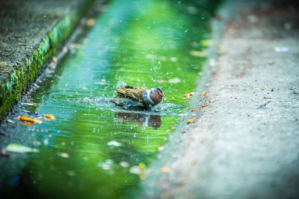 ネモフィラとバラ019